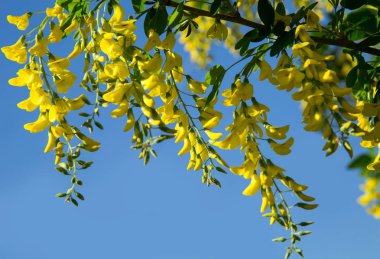 mor bir çiçek dalları leylak