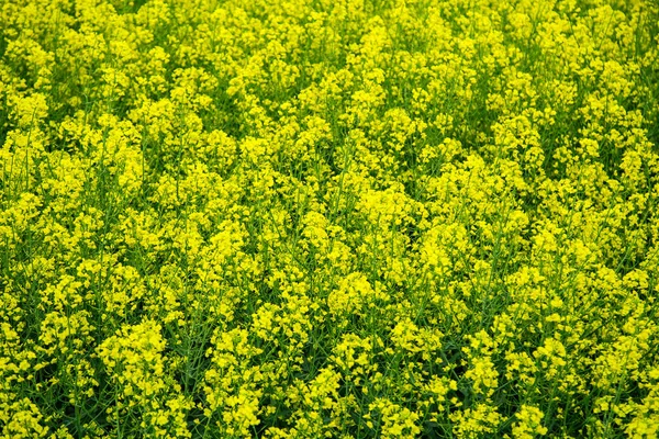 Canola field blooming yellow — Stock Photo, Image