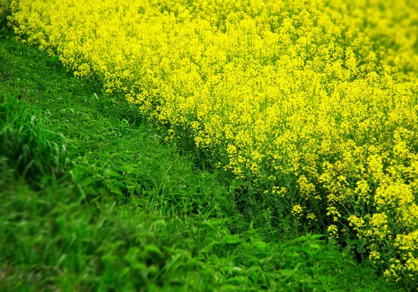 油菜田中盛开的黄色和绿色 — 图库照片