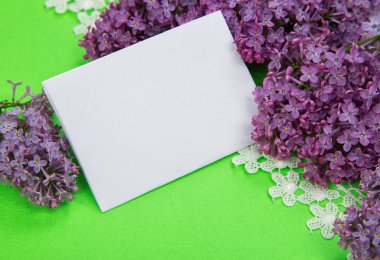 ışık yeşil kağıt arka plan üzerinde mor Lila