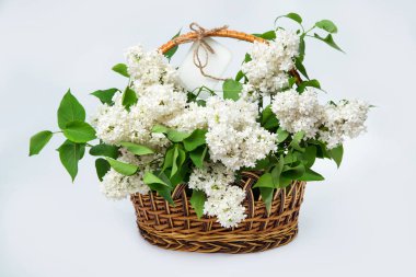 Beyaz etiketle sepet içinde beyaz leylak