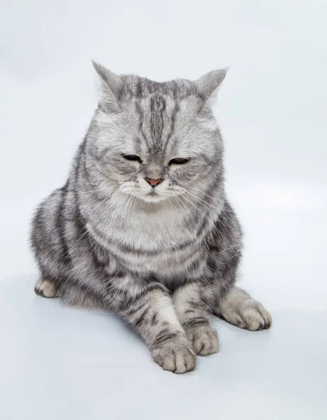 Szürke csíkos macska — Stock Fotó