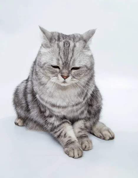 Grau gestreifte Katze — Stockfoto