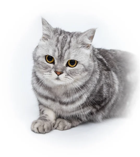 Grau gestreifte Katze — Stockfoto