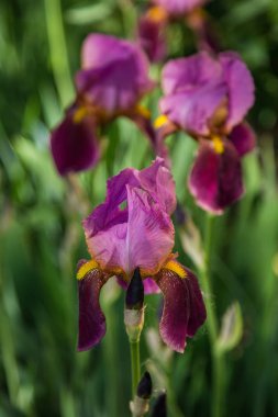 bulanık yeşil zemin üzerine koyu mor süsen