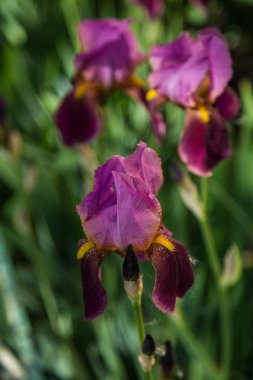 bulanık yeşil zemin üzerine koyu mor süsen