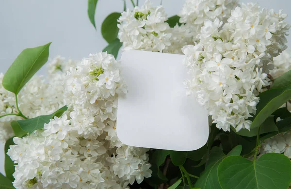 açık renkli portre üzerinde beyaz leylak 