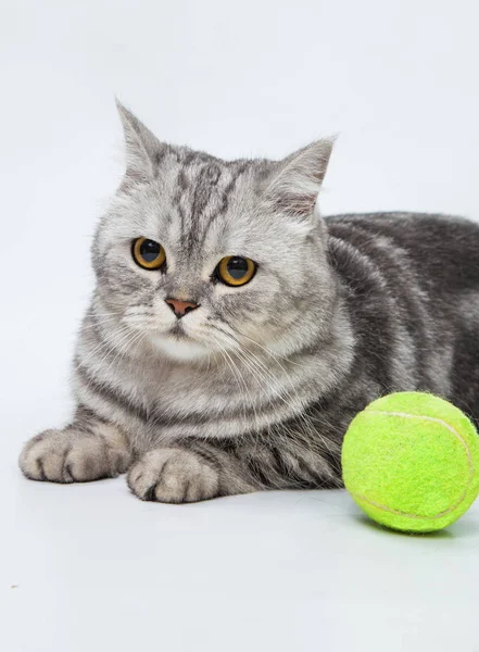 Grau gestreifte Katze — Stockfoto