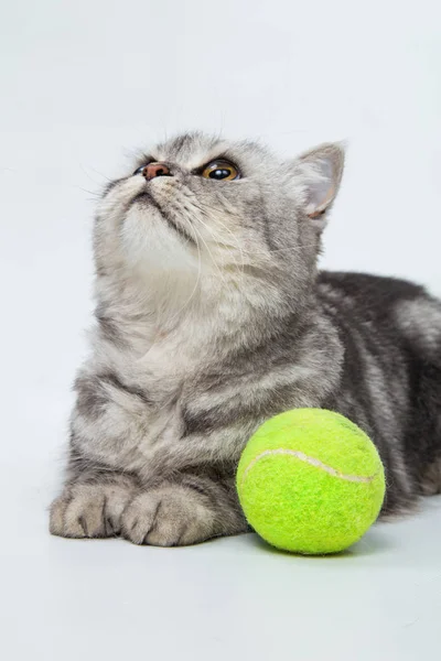 Gray striped cat — Stock Photo, Image