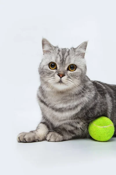 Grau gestreifte Katze — Stockfoto