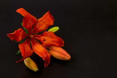 siyah arka planda kırmızı, Turuncu zambak