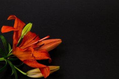 siyah arka planda kırmızı, Turuncu zambak