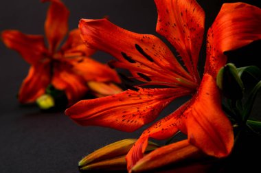 siyah arka planda kırmızı, Turuncu zambak