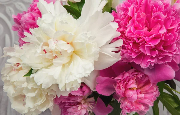 tender pink and white peony flowers