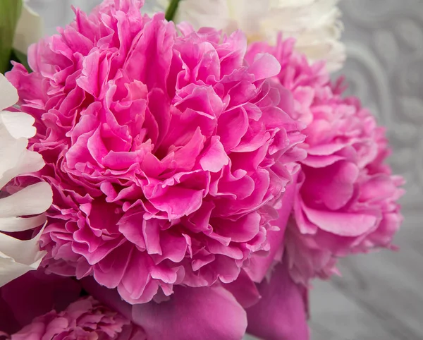 Tender pink and white peony flowers Stock Picture