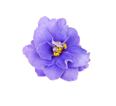 Mor Menekşe vurgulanmış 