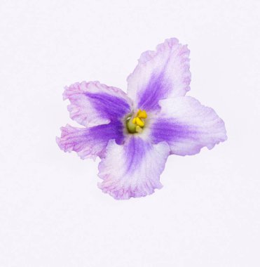 parlak pembe, mor Menekşe vurgulanmış