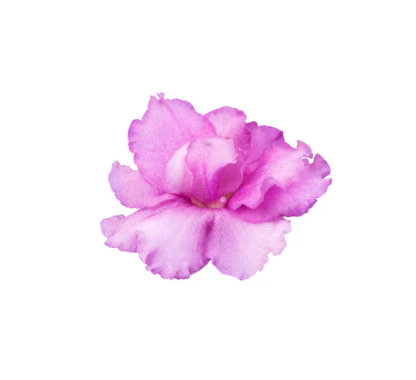 Rosa brillante, violeta púrpura resaltado —  Fotos de Stock