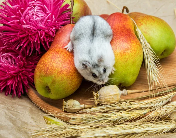 Sincap hamster ile armut