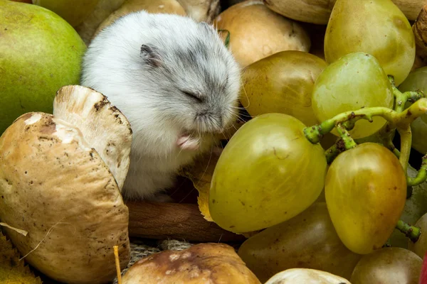 Hamster with grapes and mushrooms — Stock Photo, Image