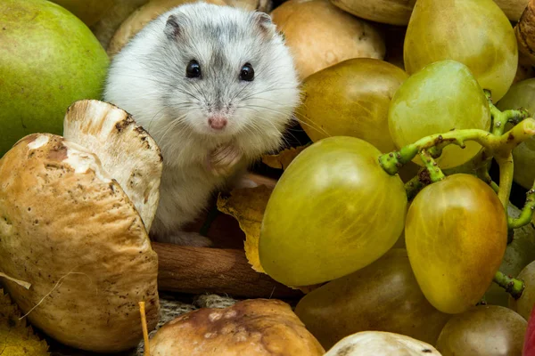 Hamster met druiven en paddestoelen — Stockfoto