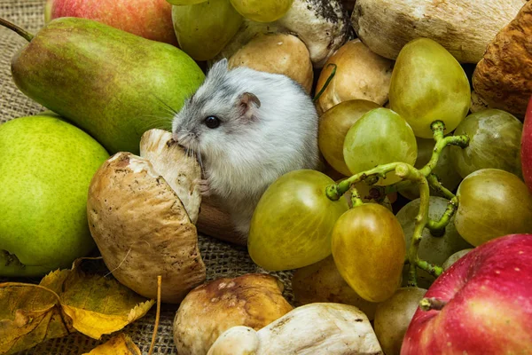 Hámster con uvas y setas —  Fotos de Stock