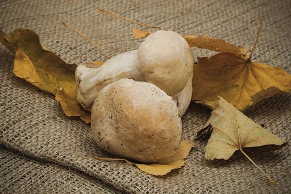  Beyaz mantar sarı kuru yaprakları ile