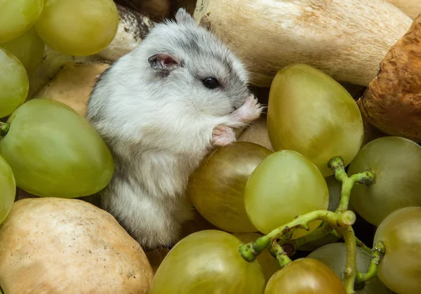 üzüm ve mantar gri hamster
