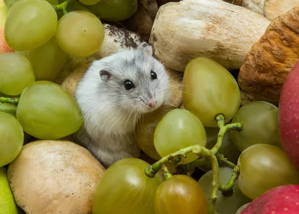 üzüm ve mantar gri hamster