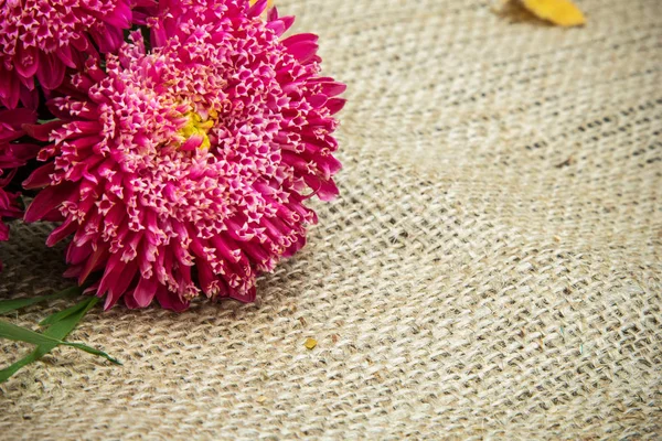 Autumn red aster flowers against the background — Stock Photo, Image