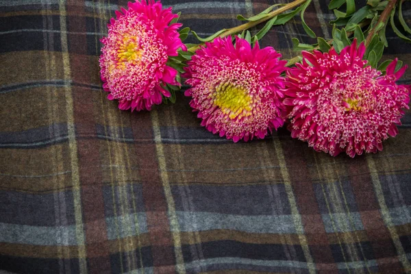 Pink asters on cloth — Stock Photo, Image