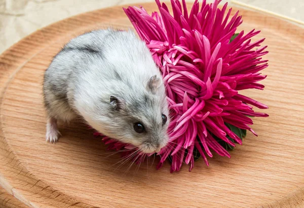 küçük gri hamster