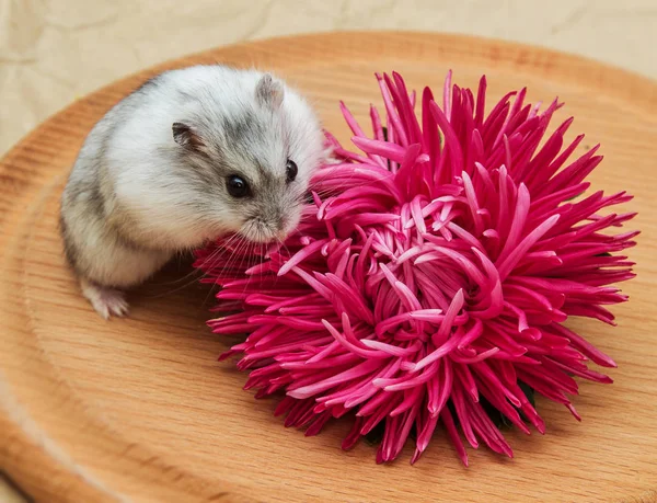 Kleine grijze hamster — Stockfoto