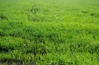 Sonbahar, arka plan alanları zengin yeşil kış bitkileri