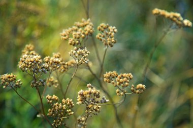Tohumlar üzerinde yeşil arka plan bulanık ile güzel kuru otlar