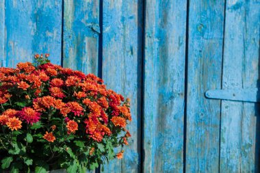 eski ahşap kapılar bir zemin üzerinde yemyeşil krizantem buket