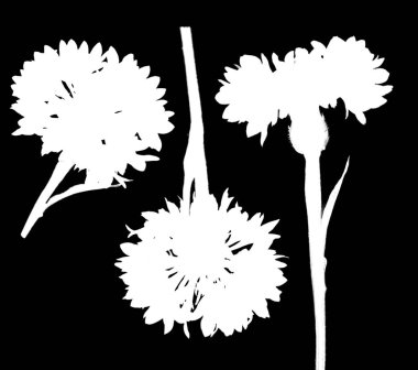 iki farklı açılardan beyaz zemin üzerinde bir peygamber çiçeği çiçek oyma salfa kanal dosyaları ilgili