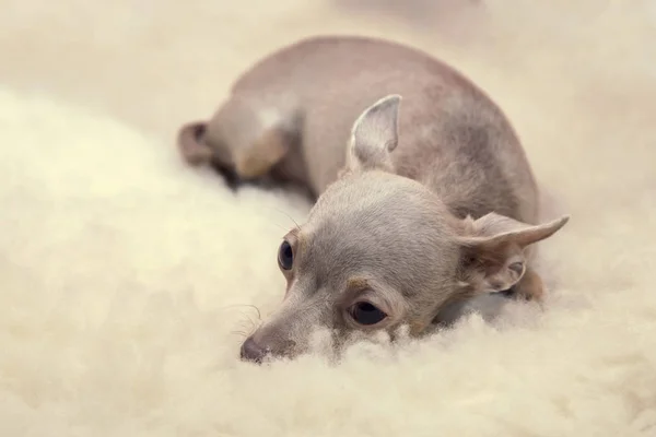 little purple toy-Terrier on the soft rug of sheepskins