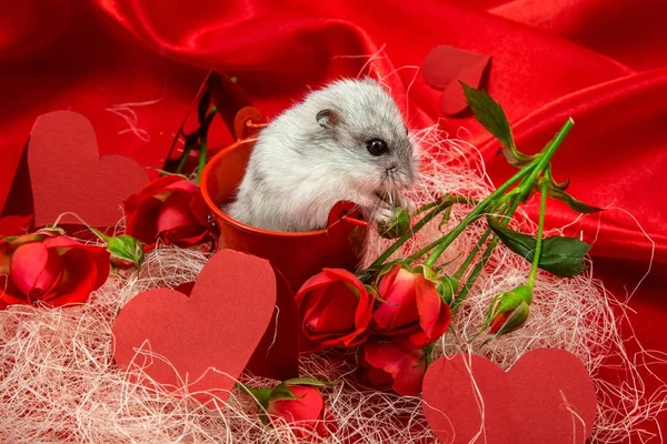 Postal San Valentín Tonos Rojos Con Una Rosa Corazones Hámster —  Fotos de Stock