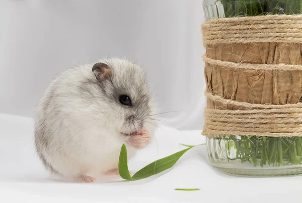 Kleine Grijze Jungar Hamster Een Witte Achtergrond Knagen Een Grassprietje — Stockfoto