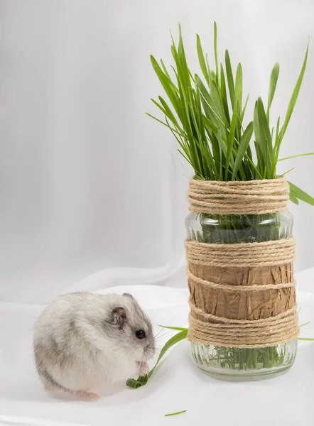 Kleine Grijze Jungar Hamster Een Witte Achtergrond Knagen Een Grassprietje — Stockfoto
