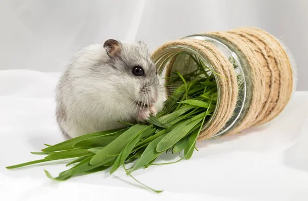 çimen bir bıçak kemiren beyaz bir arka plan üzerinde küçük gri Çungar hamster