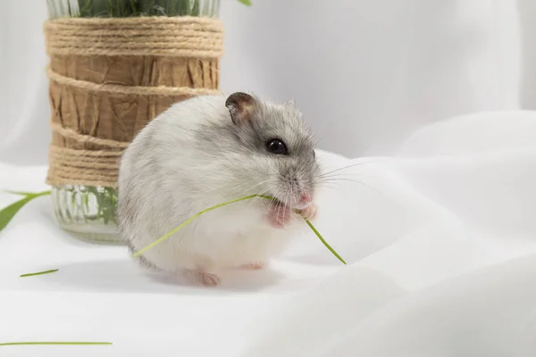 Kleine Grijze Jungar Hamster Een Witte Achtergrond Knagen Een Grassprietje — Stockfoto