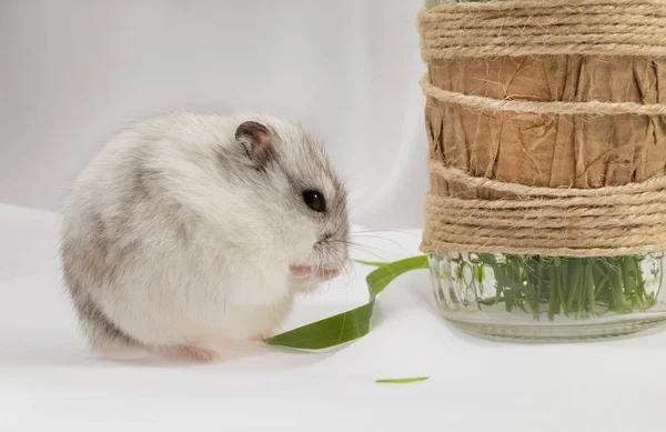 Kleine Grijze Jungar Hamster Een Witte Achtergrond Knagen Een Grassprietje — Stockfoto