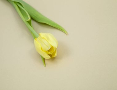 İzole sarı bahar Lale pastel kağıt arka plan üzerinde
