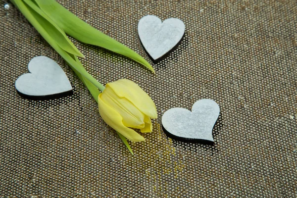 Yellow spring tulip on a background of gold pieces with white hearts on Valentine\'s day