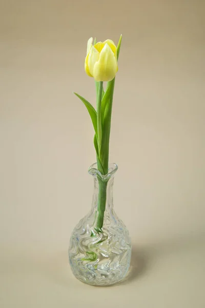 pastel bir arka plan üzerinde bir kristal vazoda sarı bahar Lale