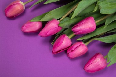 Lila kağıt arka plan bahar Pembe Laleler