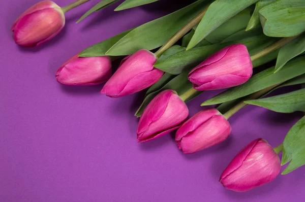 Lila kağıt arka plan bahar Pembe Laleler