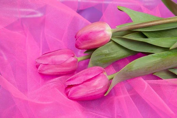 a bouquet of spring pink live tulips on a pink tulip